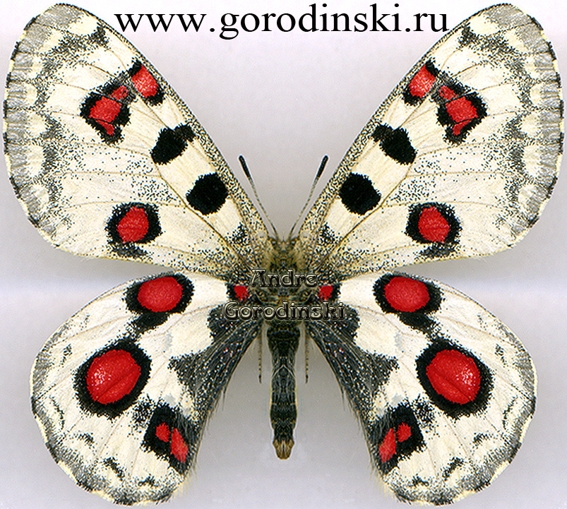 http://www.gorodinski.ru/papilionidae/Parnassius nomion richthofeni.jpg